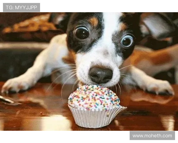 杀手猴:当萌宠遇上致命优雅,你敢不敢惹?